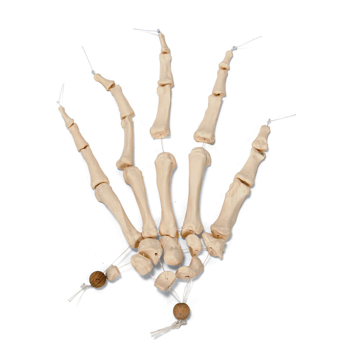 Disarticulated Half Human Skeleton Model, Loosely Articulated Hand & Foot