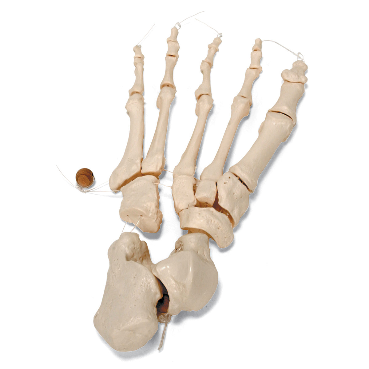 Disarticulated Half Human Skeleton Model, Loosely Articulated Hand & Foot