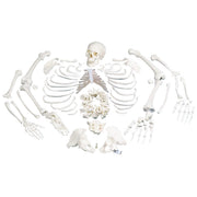 Disarticulated Human Skeleton Model, Complete with 3-part Skull