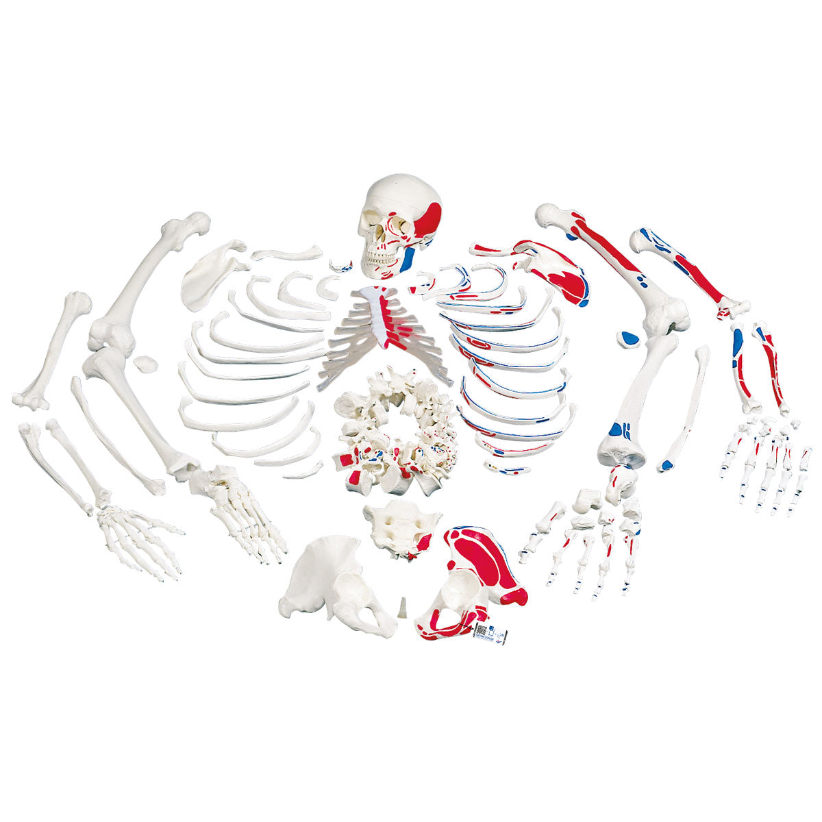 Disarticulated Human Skeleton Model with Painted Muscles, Complete with 3-part Skull