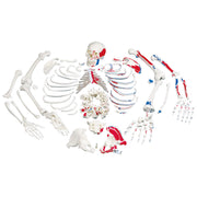 Disarticulated Human Skeleton Model with Painted Muscles, Complete with 3-part Skull