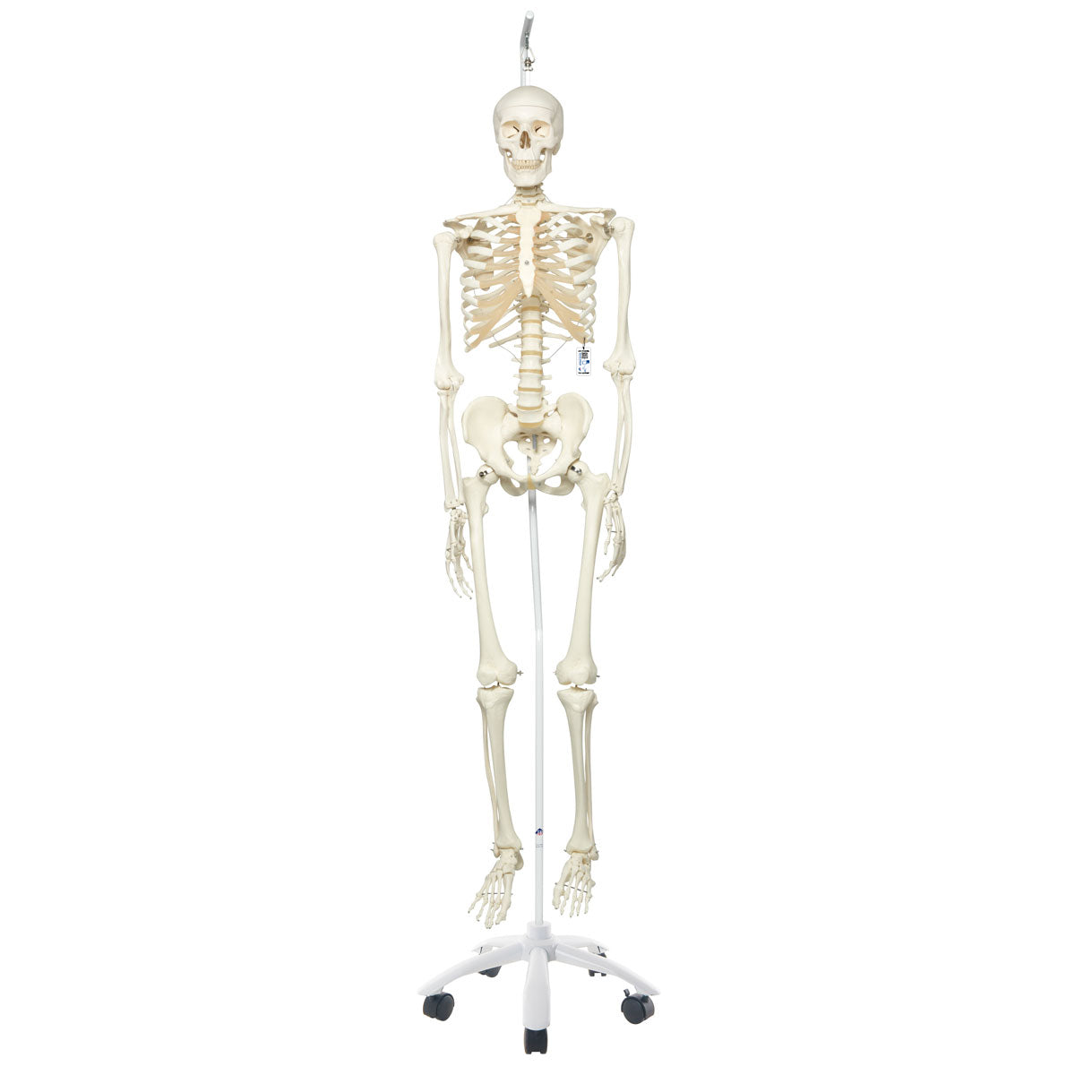 Human Skeleton Model Stan on Hanging Stand