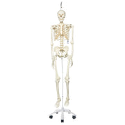 Human Skeleton Model Stan on Hanging Stand