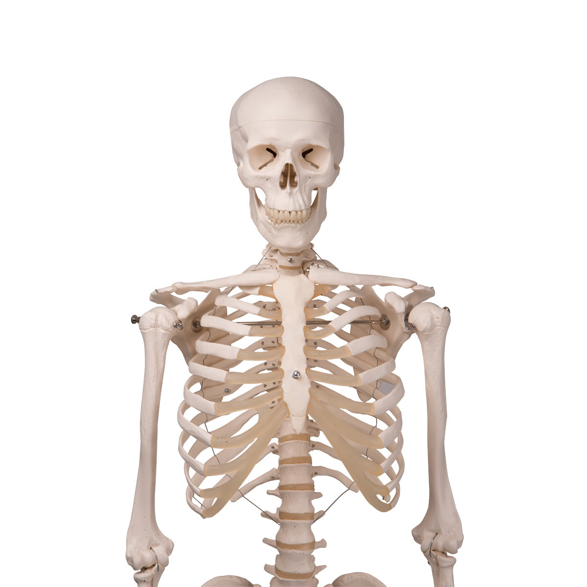 Human Skeleton Model Stan on Hanging Stand