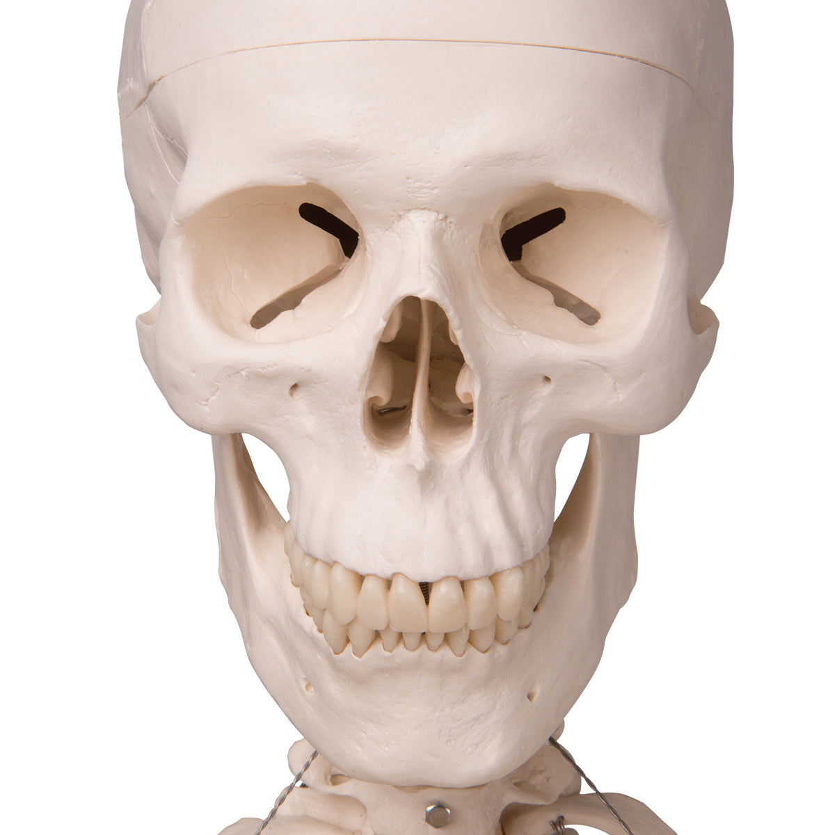 Human Skeleton Model Stan on Hanging Stand