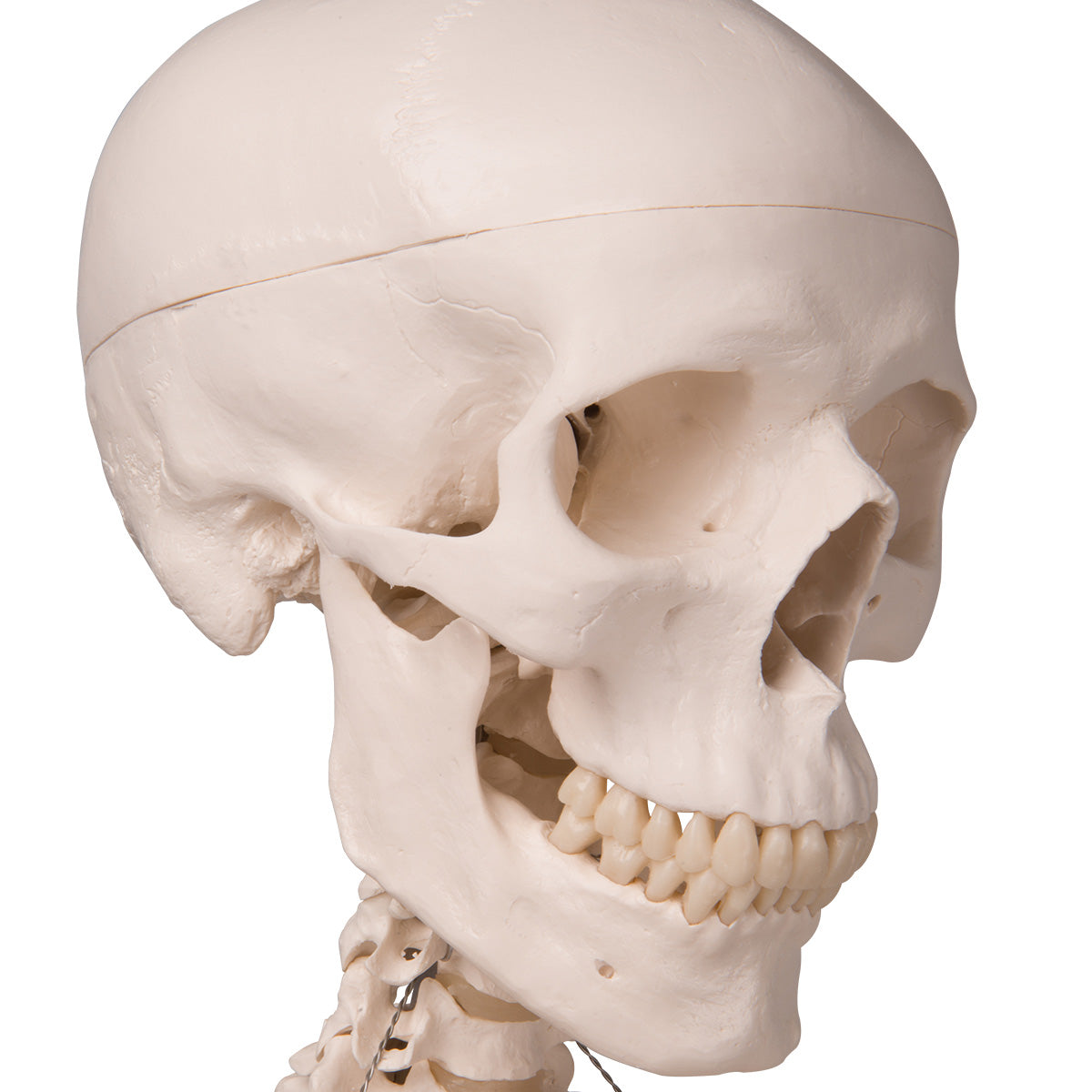 Human Skeleton Model Stan on Hanging Stand