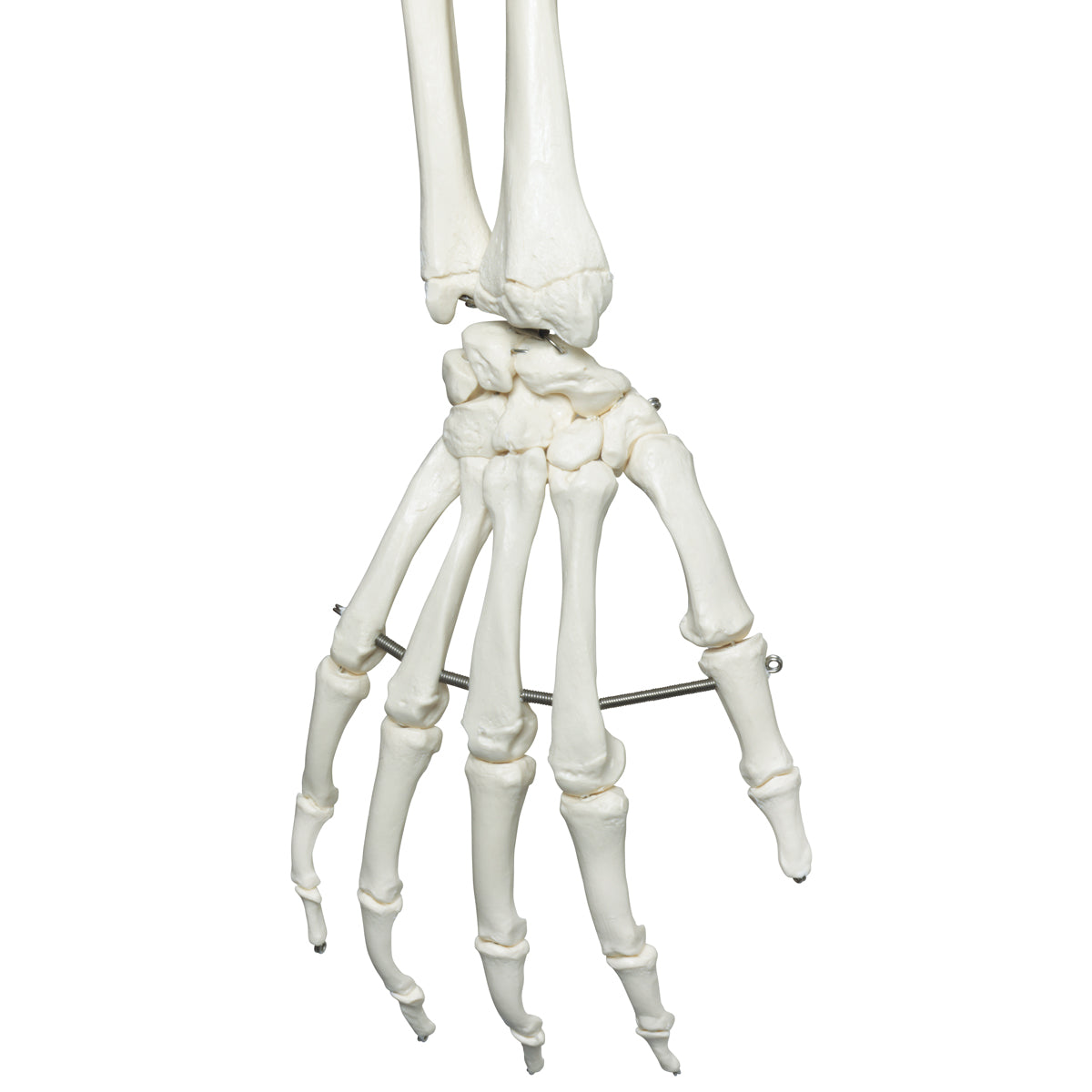 Human Skeleton Model Stan on Hanging Stand