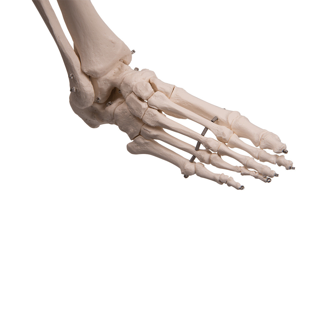 Human Skeleton Model Stan on Hanging Stand