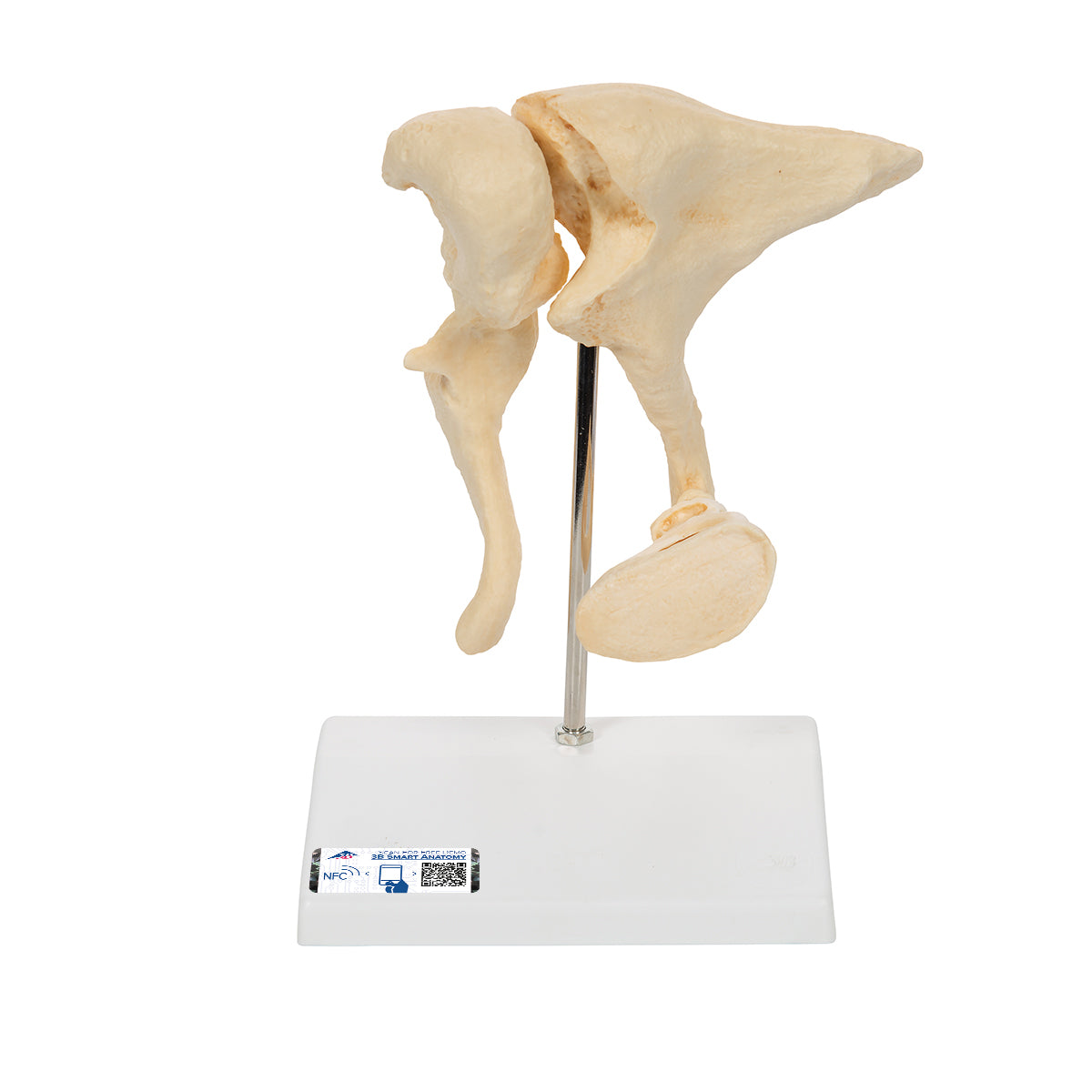 Human Ossicle Model (BONElike), 20-times Magnified