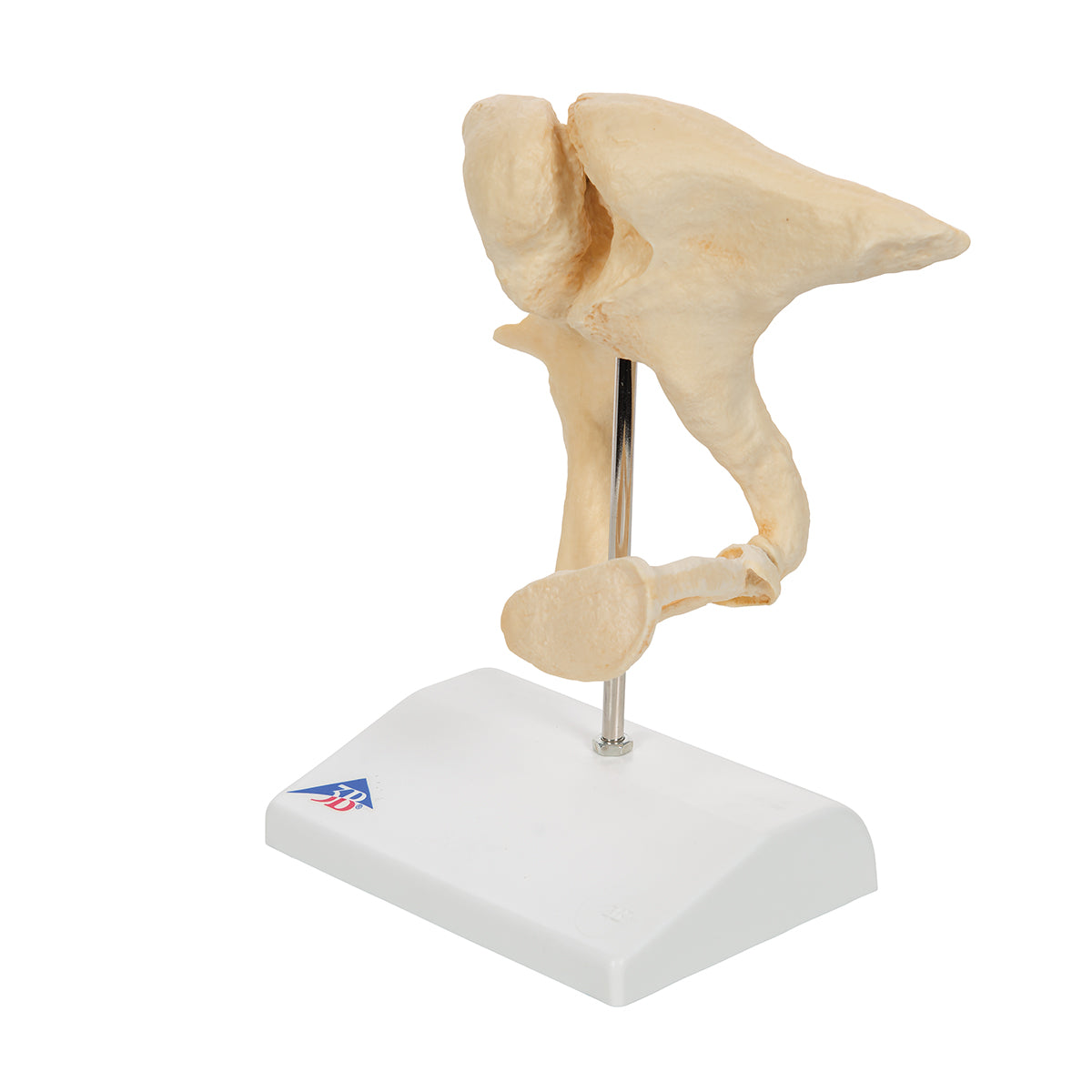 Human Ossicle Model (BONElike), 20-times Magnified