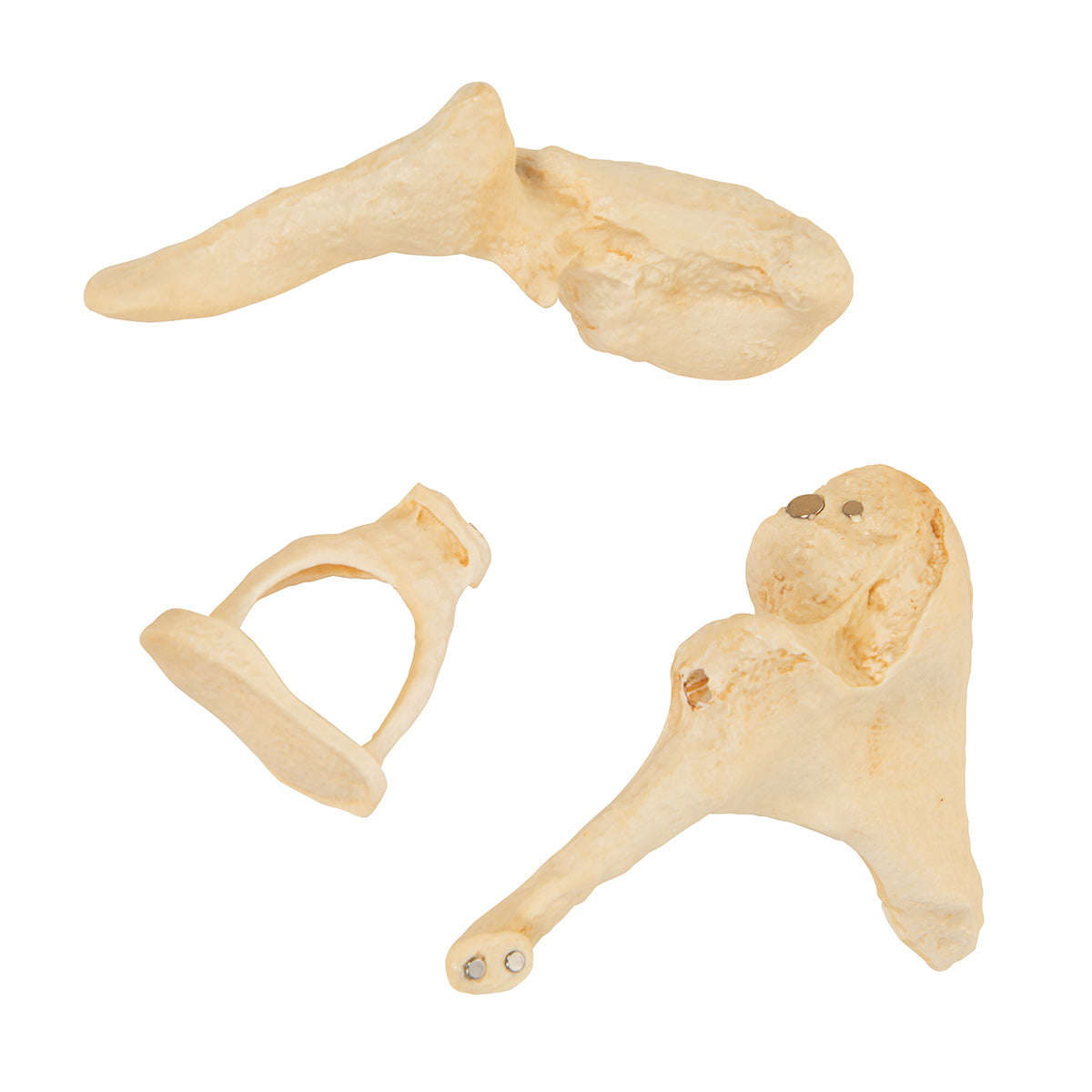 Human Ossicle Model (BONElike), 20-times Magnified