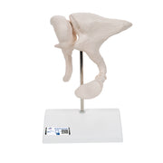 Human Ossicle Model, 20-times Maginified