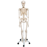 Human Skeleton Model Stand