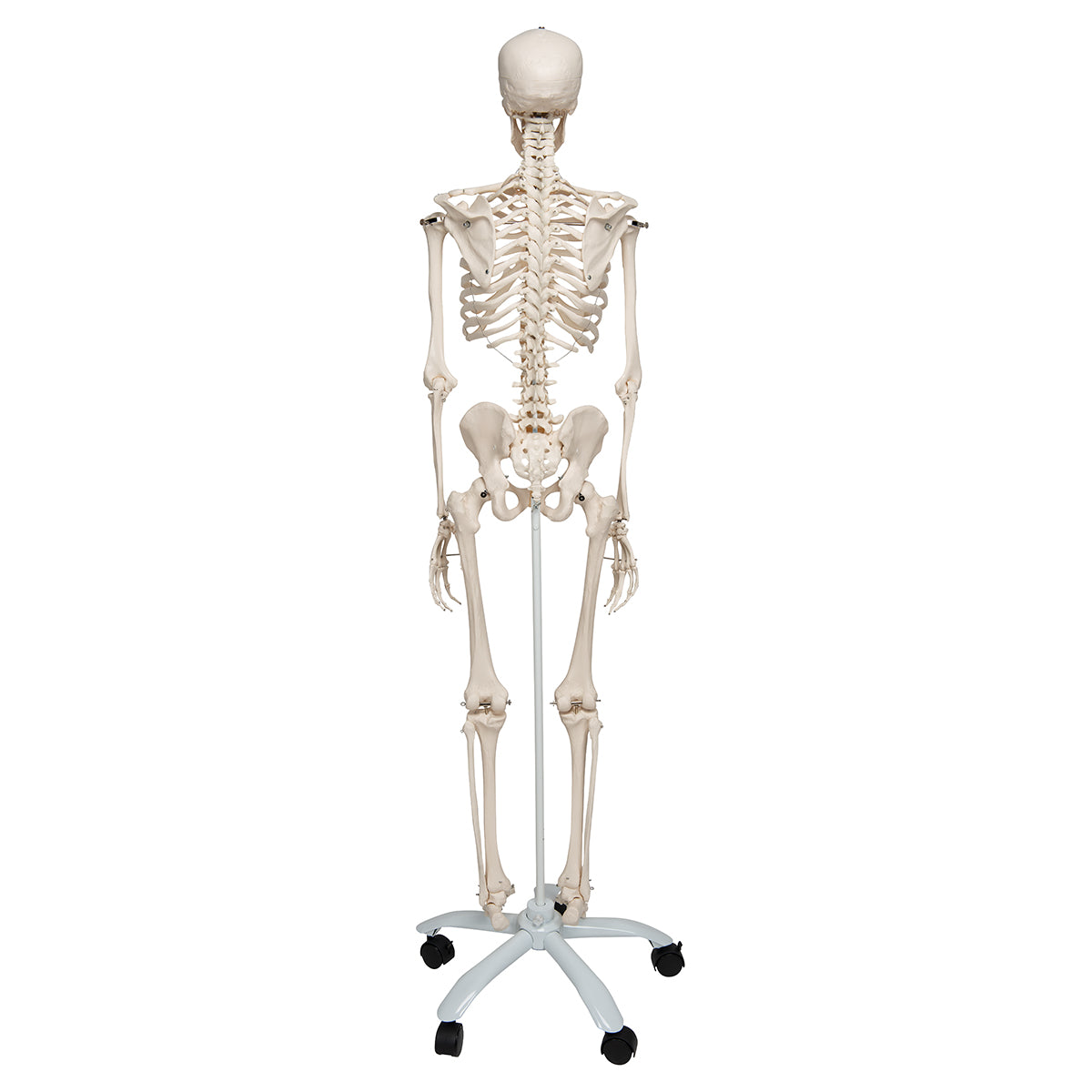 Human Skeleton Model Stand