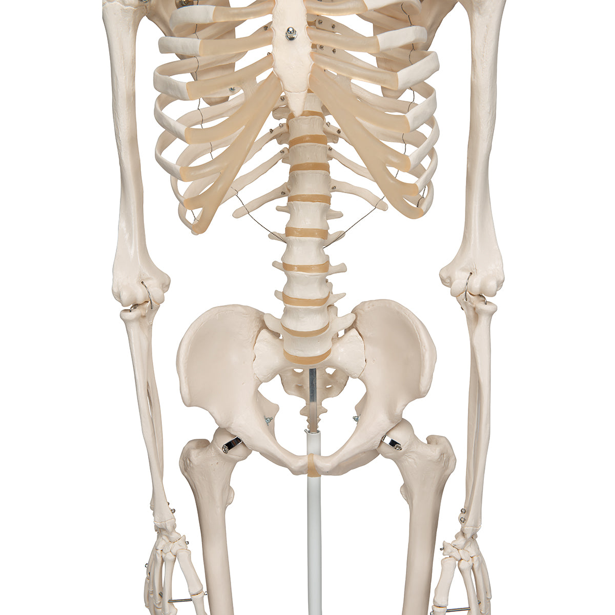 Human Skeleton Model Stand