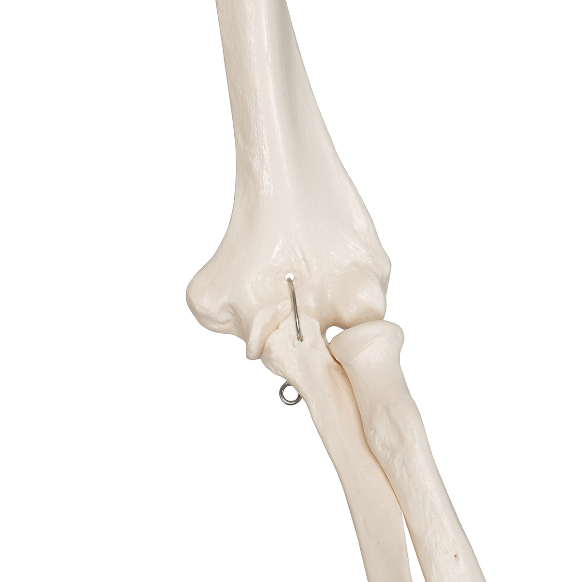 Human Skeleton Model Stand