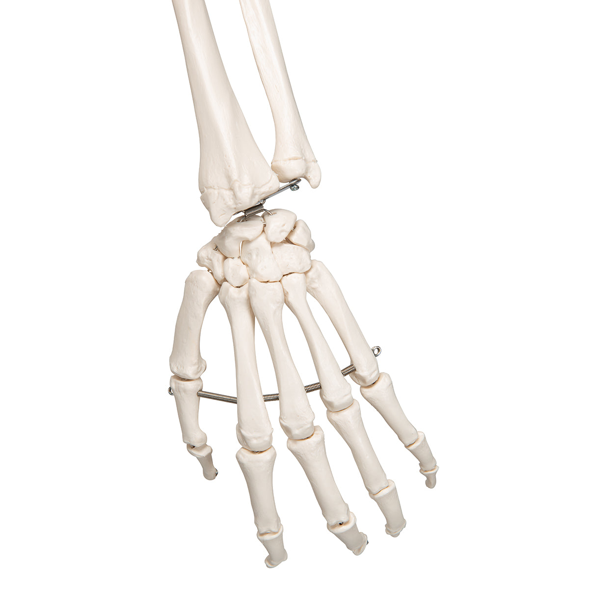 Human Skeleton Model Stand