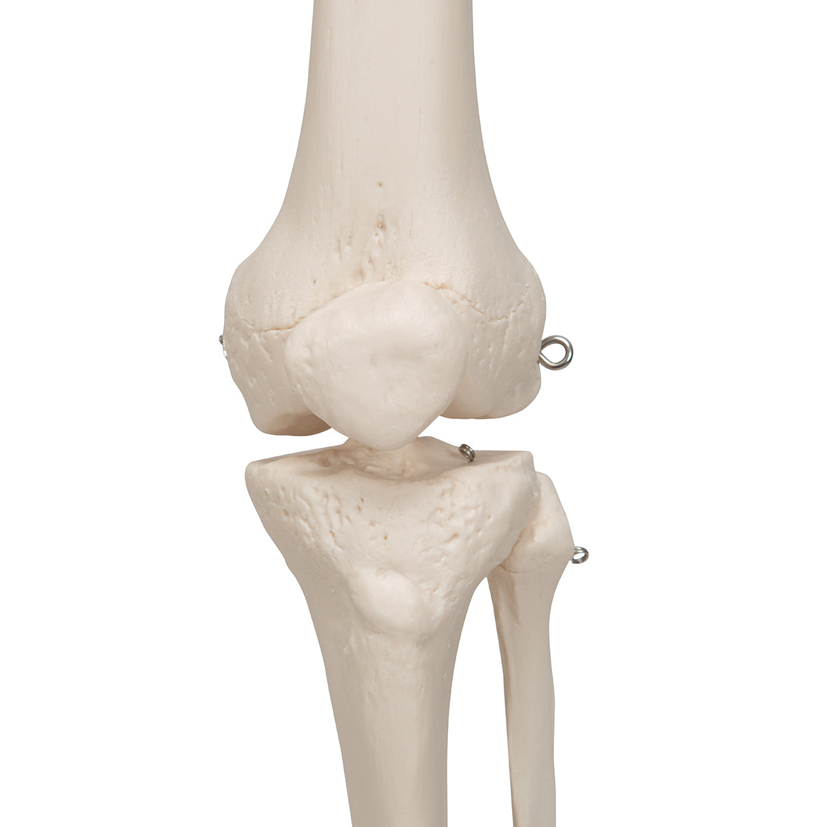 Human Skeleton Model Stand