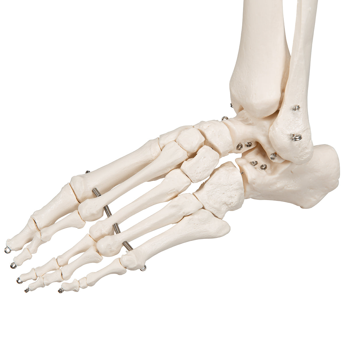 Human Skeleton Model Stand