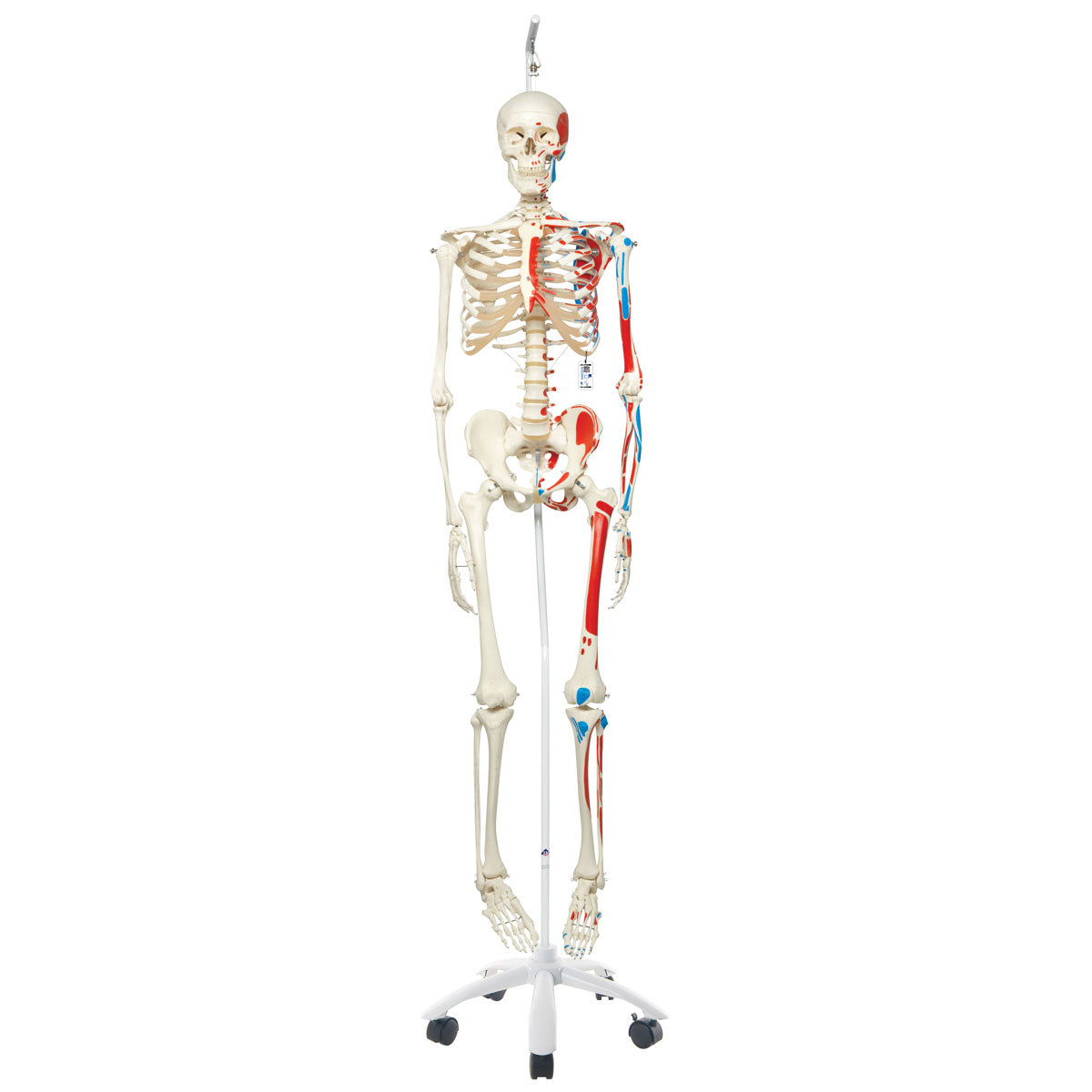Human Skeleton Model Max on Hanging Stand with Painted Muscle Origins & Inserts