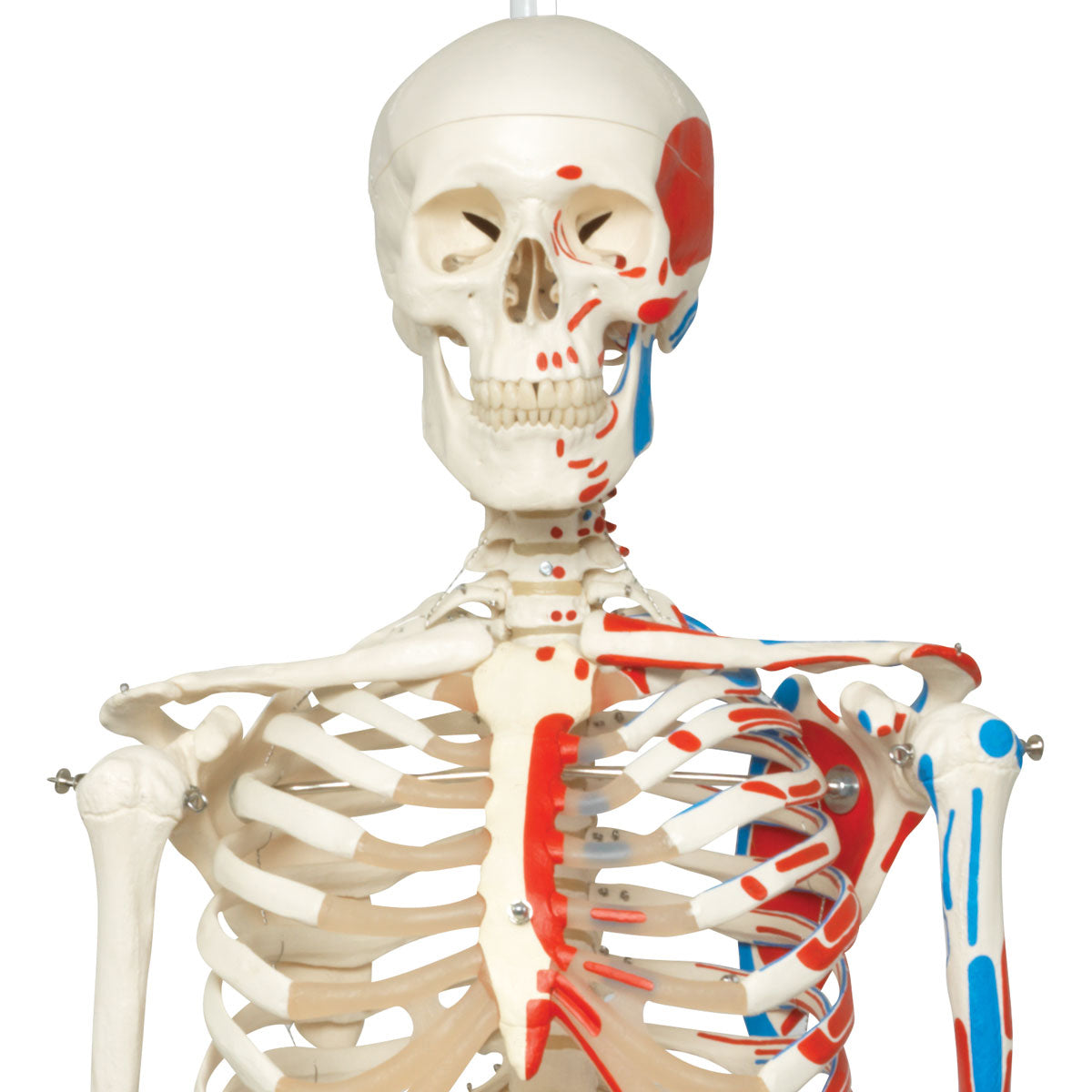 Human Skeleton Model Max on Hanging Stand with Painted Muscle Origins & Inserts