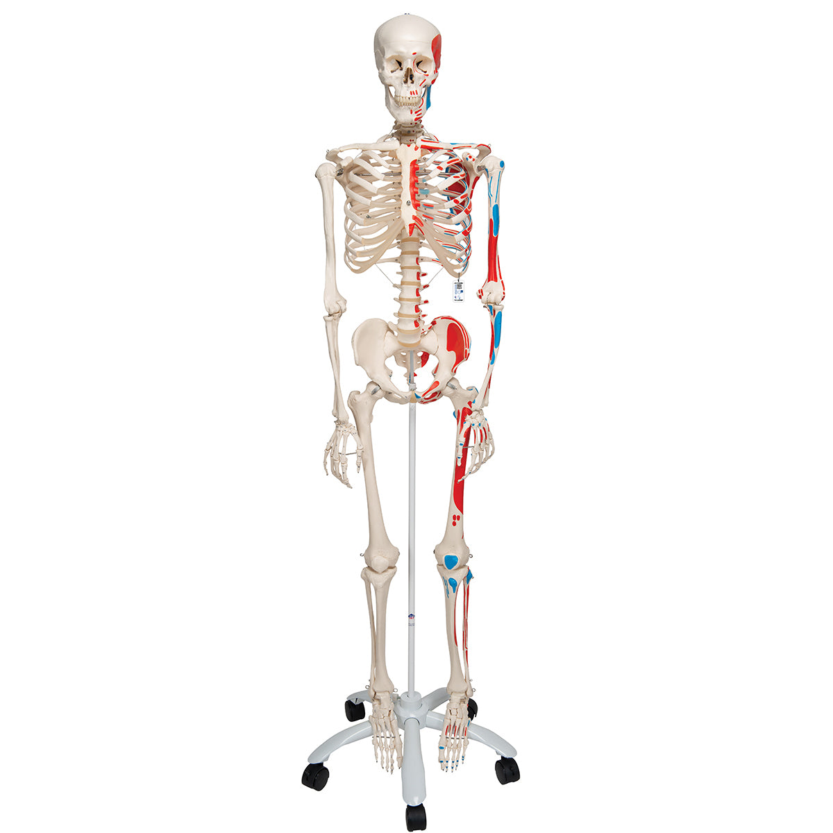 Human Skeleton Model Max with Painted Muscle Origins & Inserts