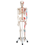 Human Skeleton Model Max with Painted Muscle Origins & Inserts