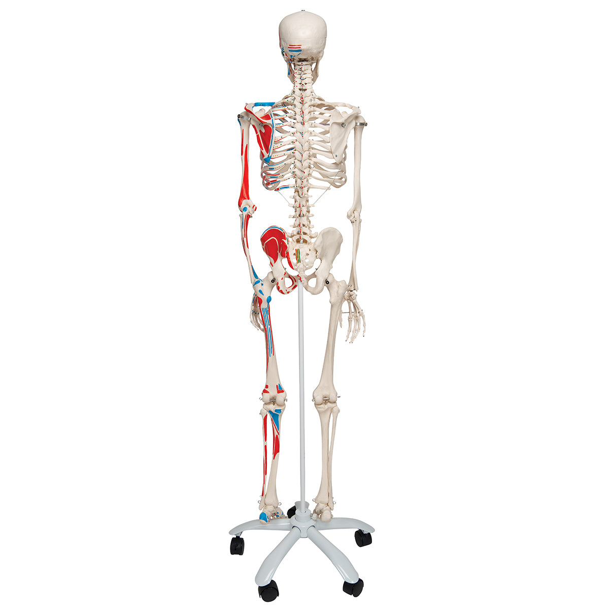 Human Skeleton Model Max with Painted Muscle Origins & Inserts
