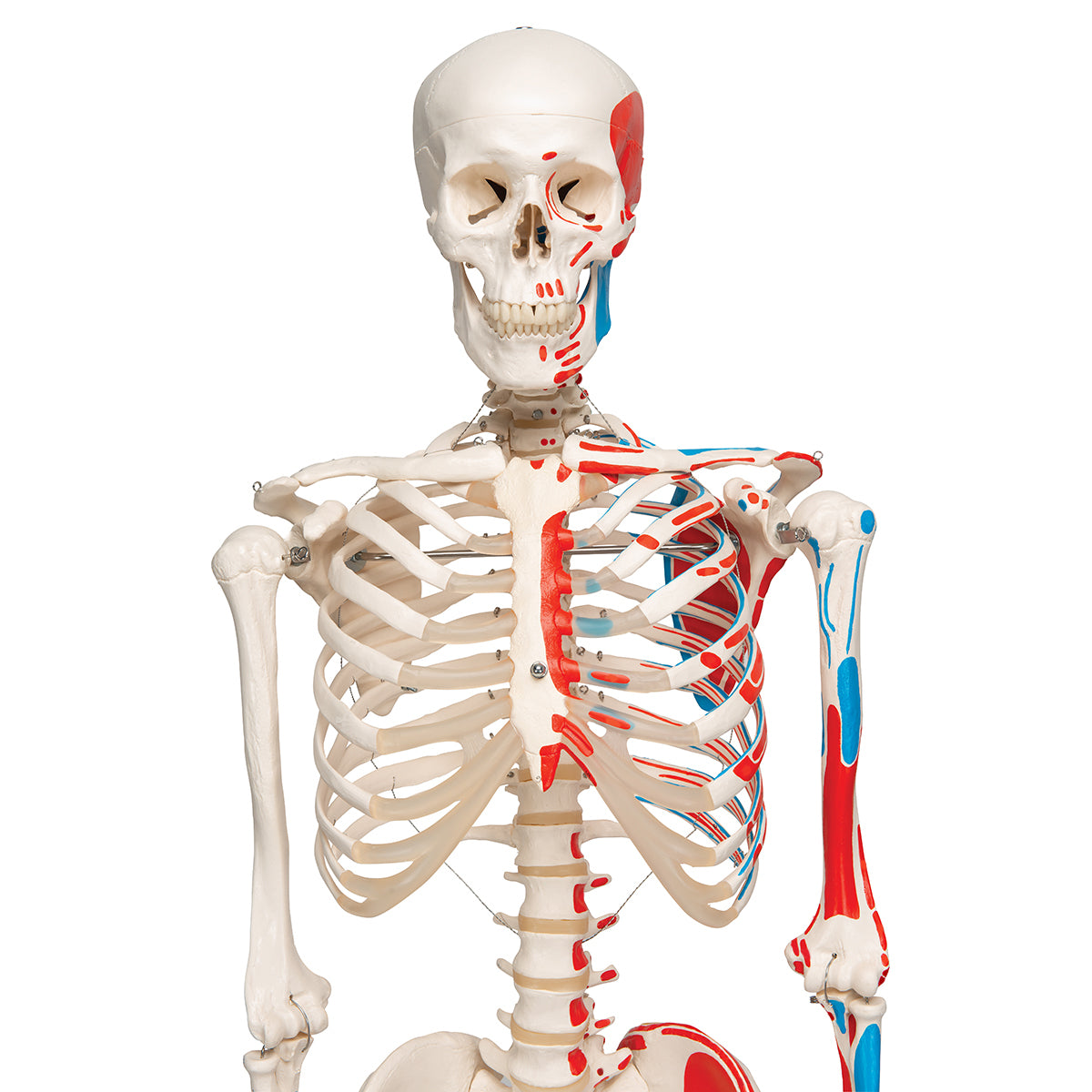 Human Skeleton Model Max with Painted Muscle Origins & Inserts