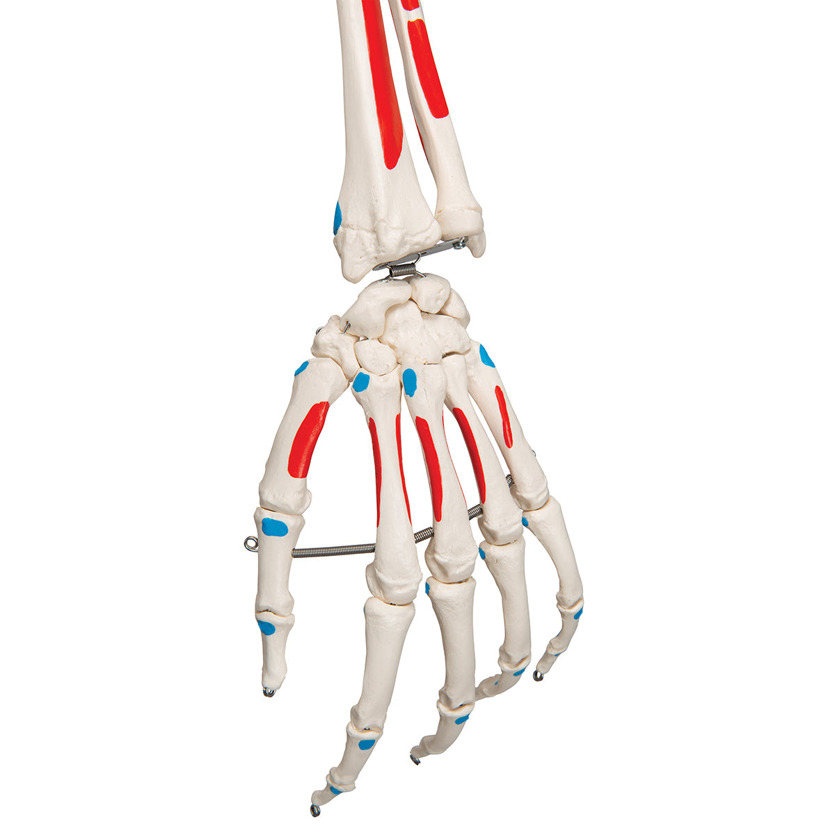 Human Skeleton Model Max with Painted Muscle Origins & Inserts