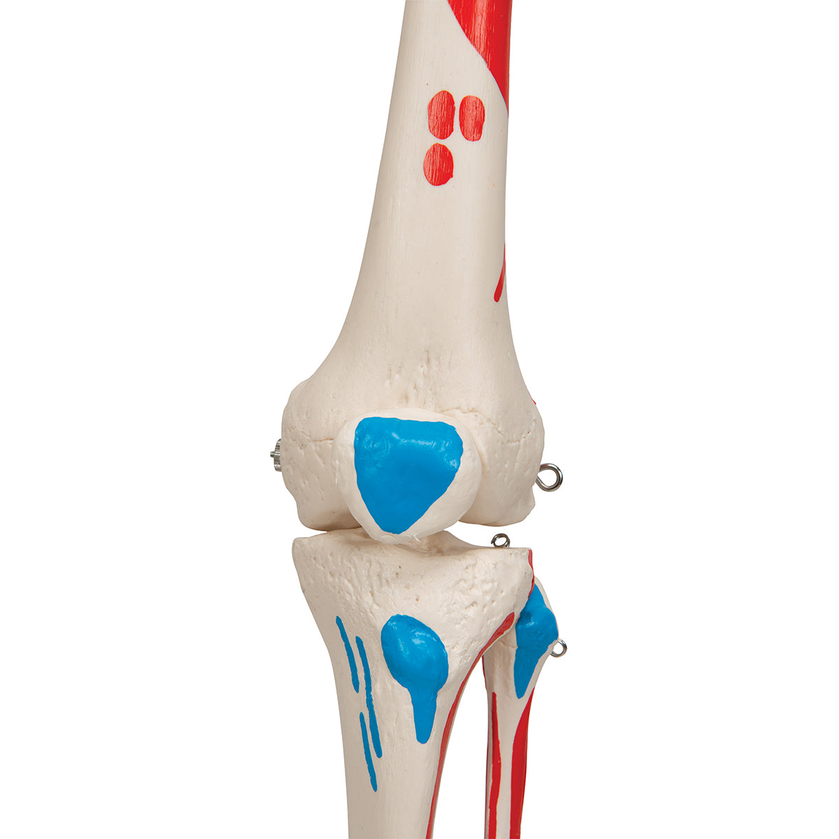 Human Skeleton Model Max with Painted Muscle Origins & Inserts