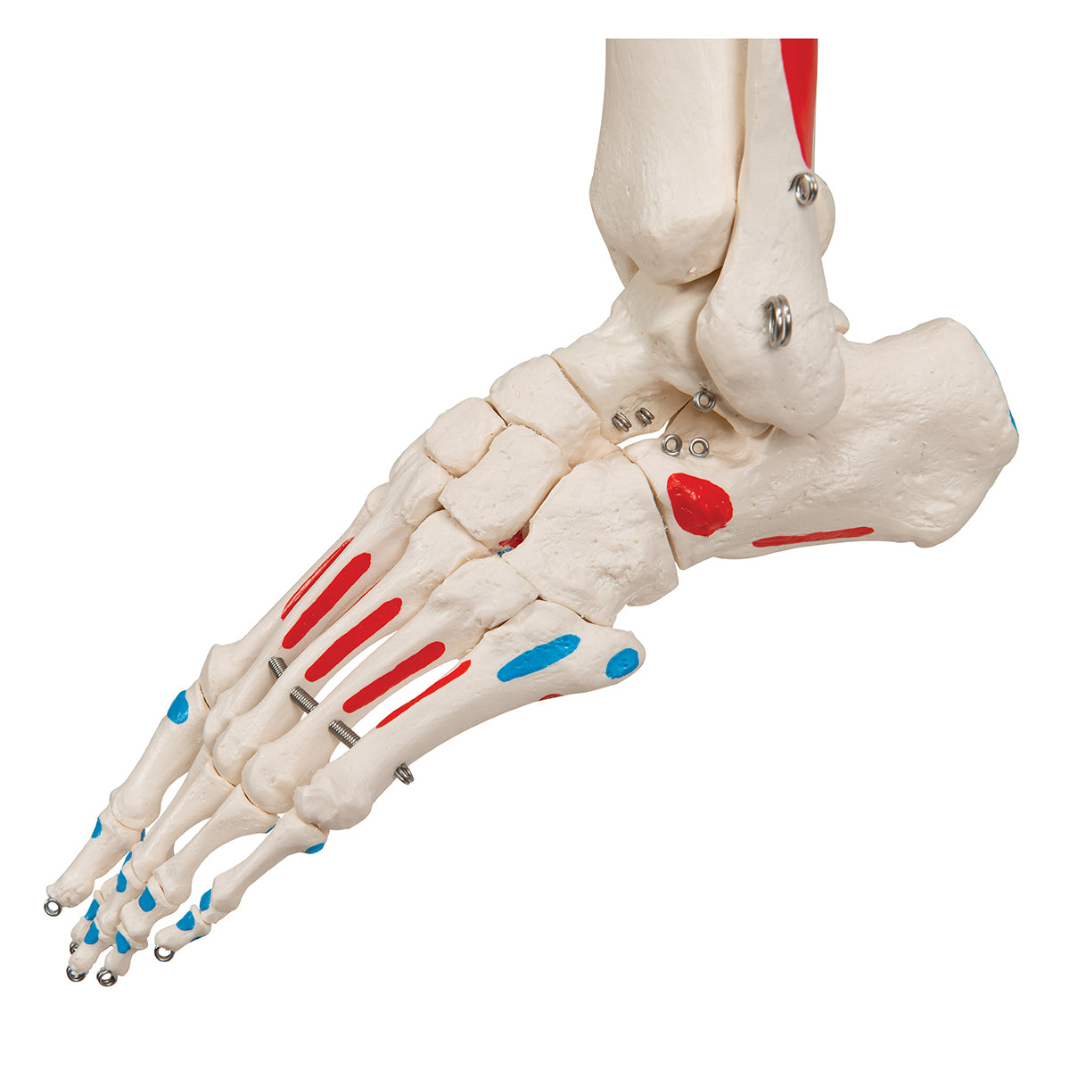 Human Skeleton Model Max with Painted Muscle Origins & Inserts