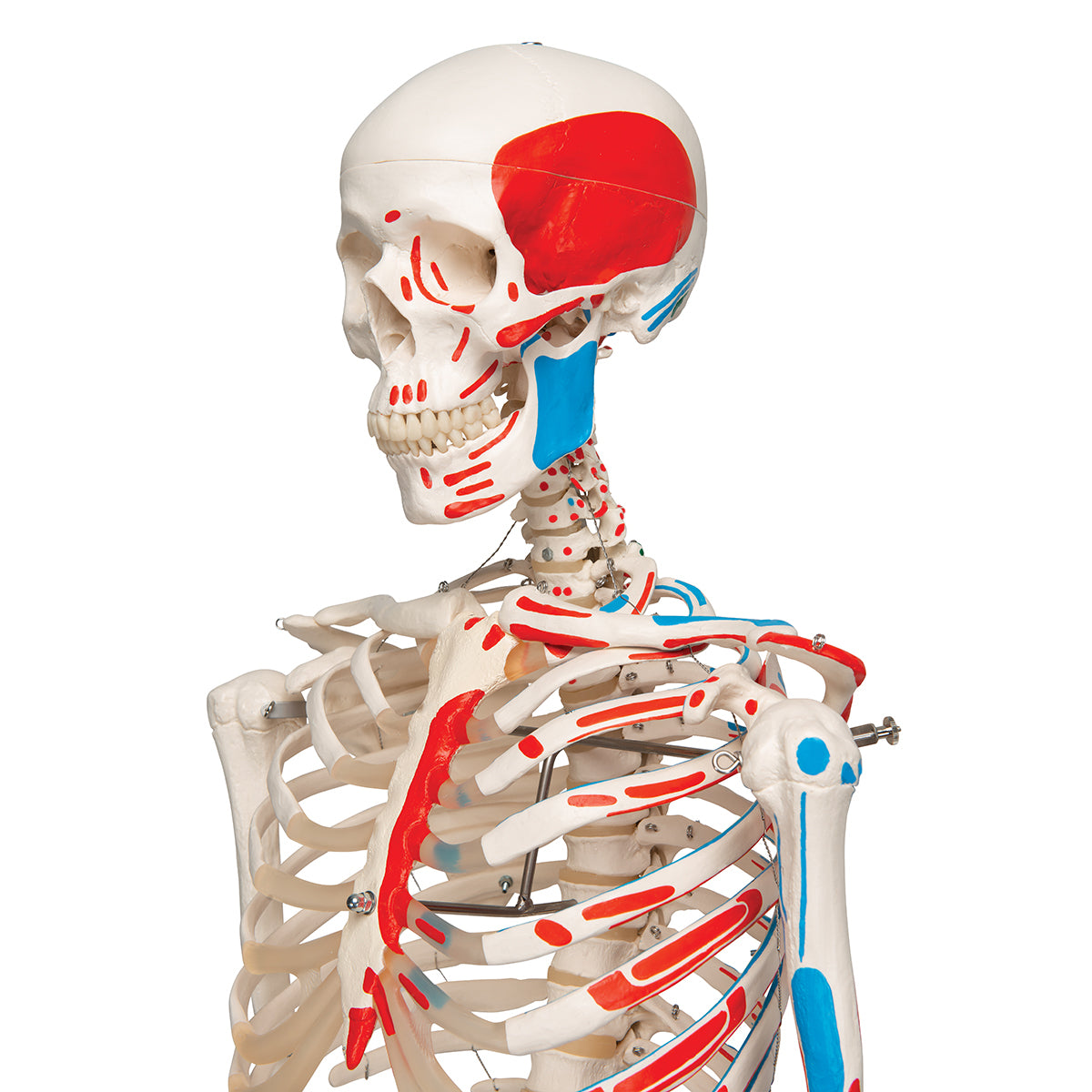 Human Skeleton Model Max with Painted Muscle Origins & Inserts