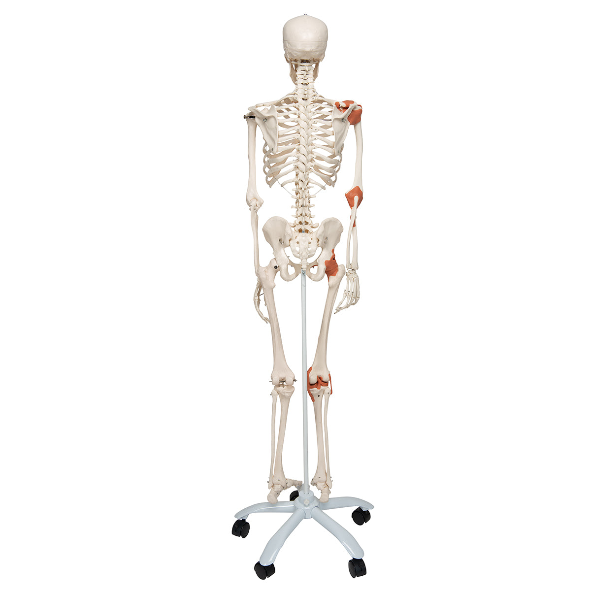 Human Skeleton Model Leo with Ligaments