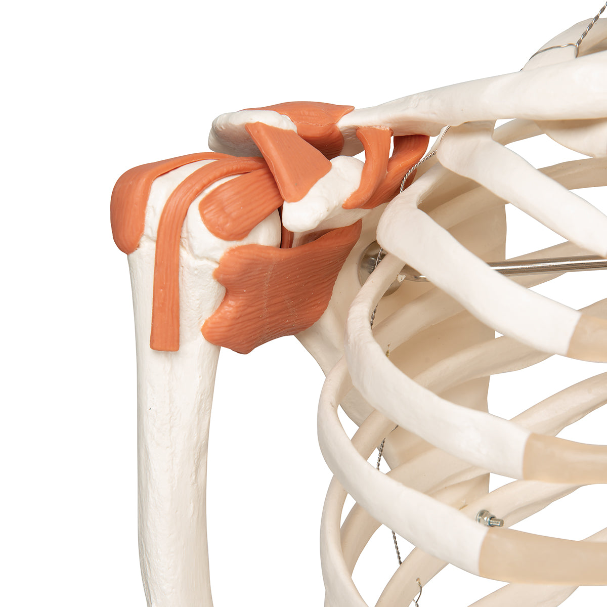 Human Skeleton Model Leo with Ligaments