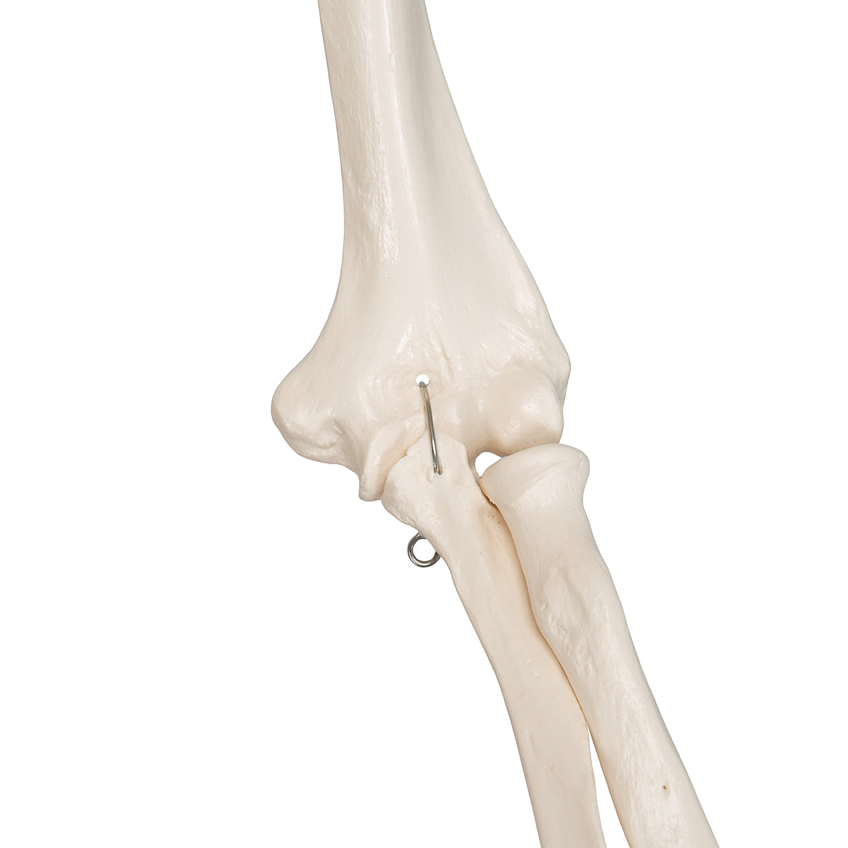 Human Skeleton Model Leo with Ligaments