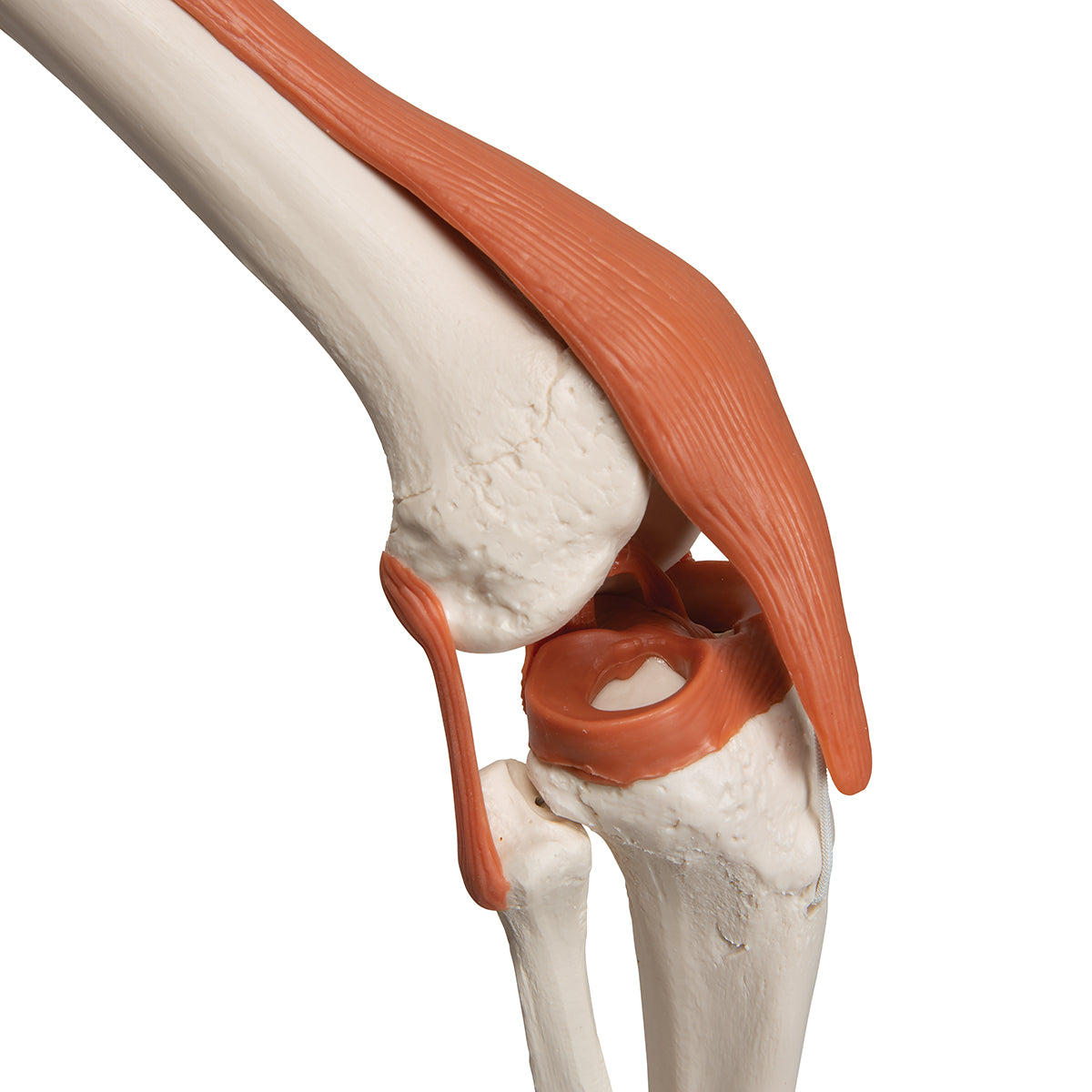 Human Skeleton Model Leo with Ligaments