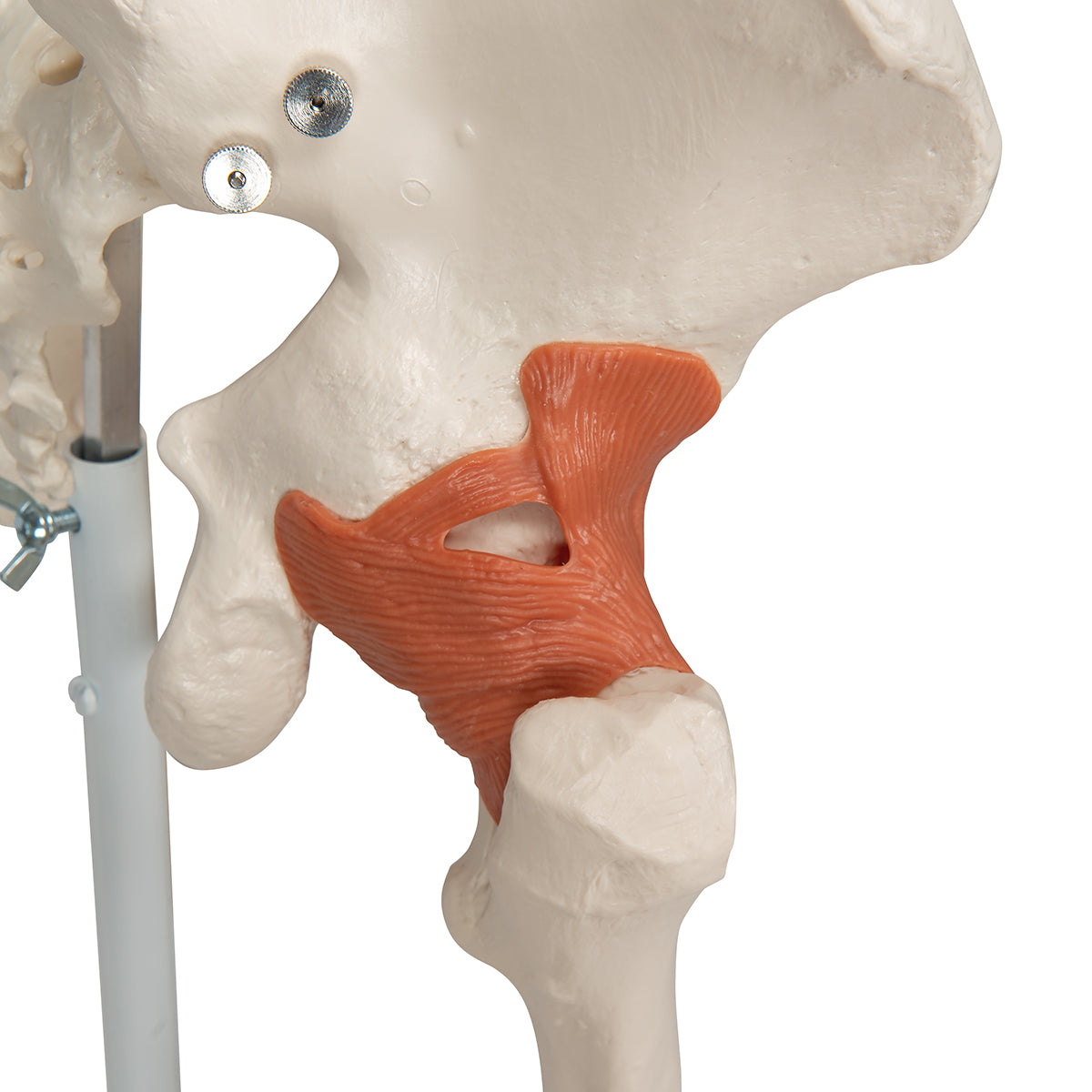 Human Skeleton Model Leo with Ligaments