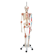 Human Skeleton Model Sam on Hanging Stand with Muscle & Ligaments