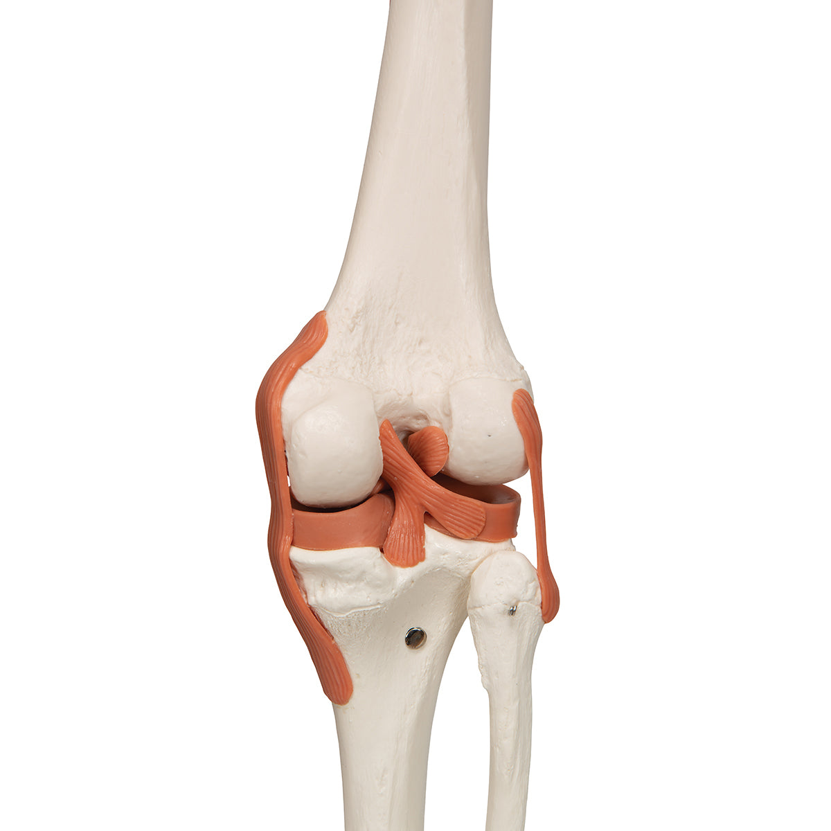 Human Skeleton Model "Sam" with Muscles & Ligaments