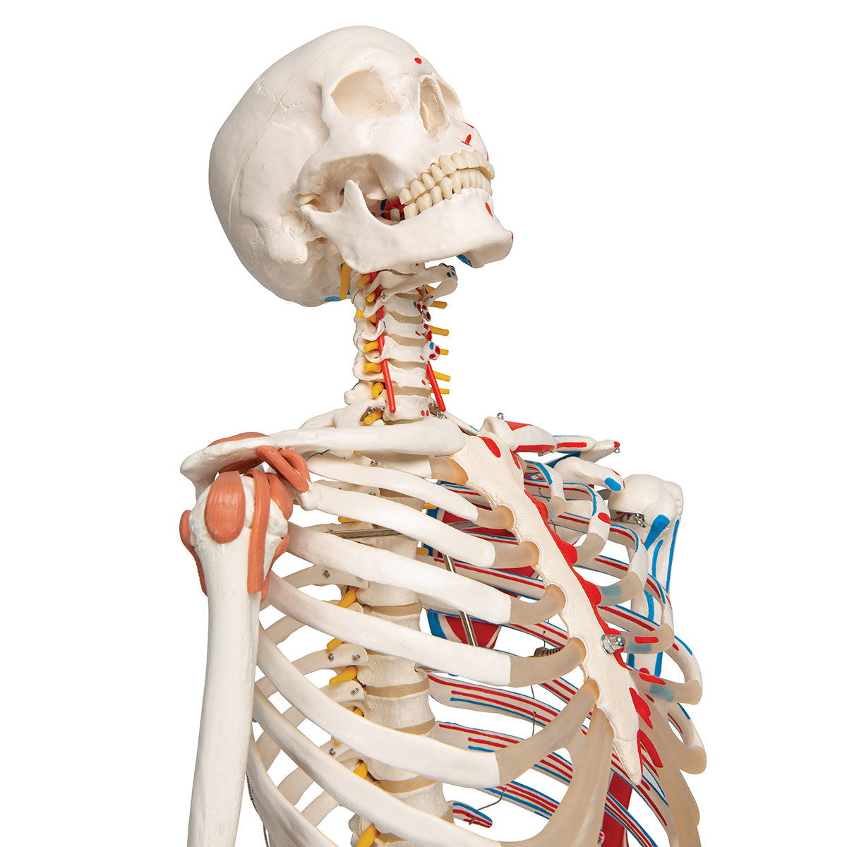 Human Skeleton Model "Sam" with Muscles & Ligaments