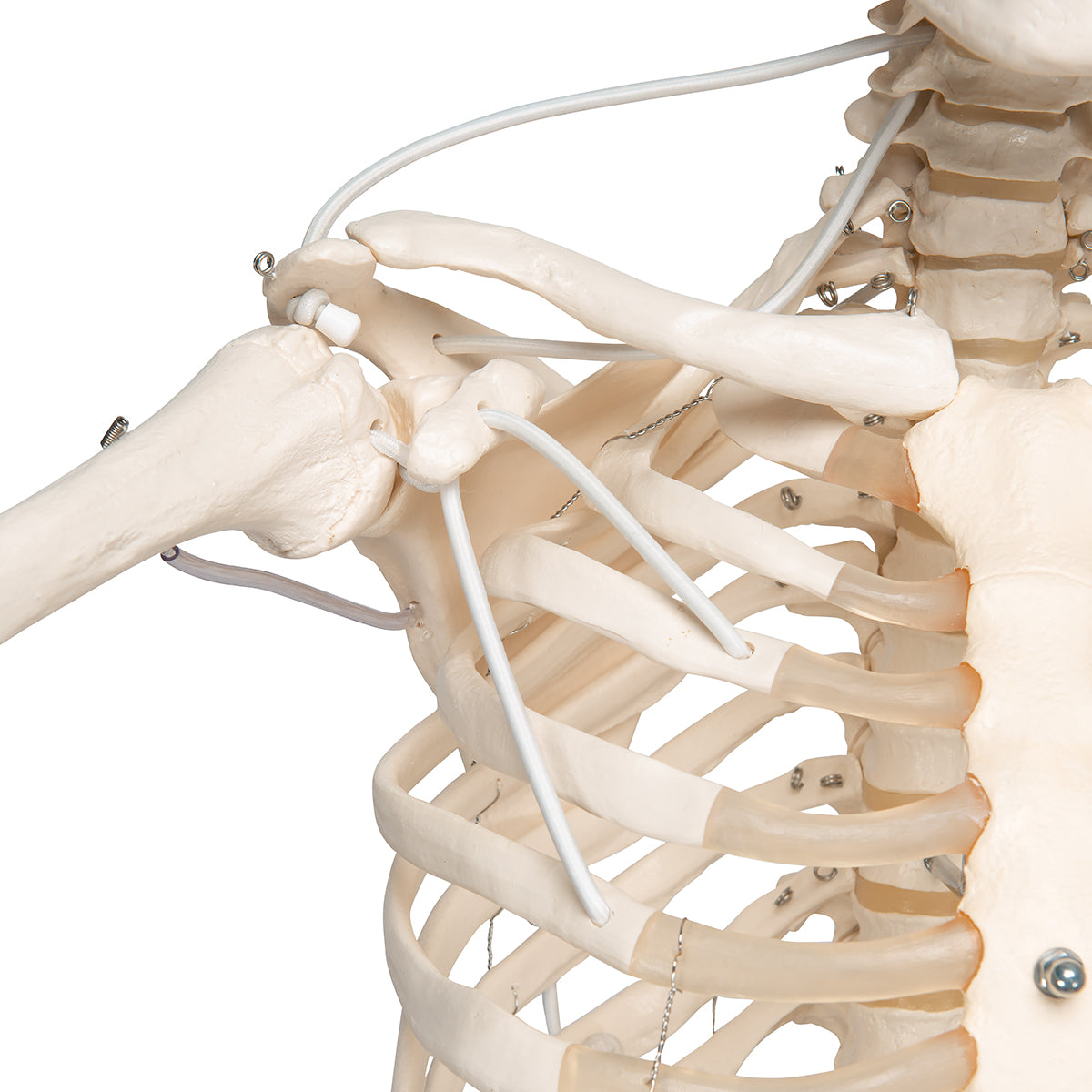 Functional & Physiological Human Skeleton Model Frank on Hanging Stand