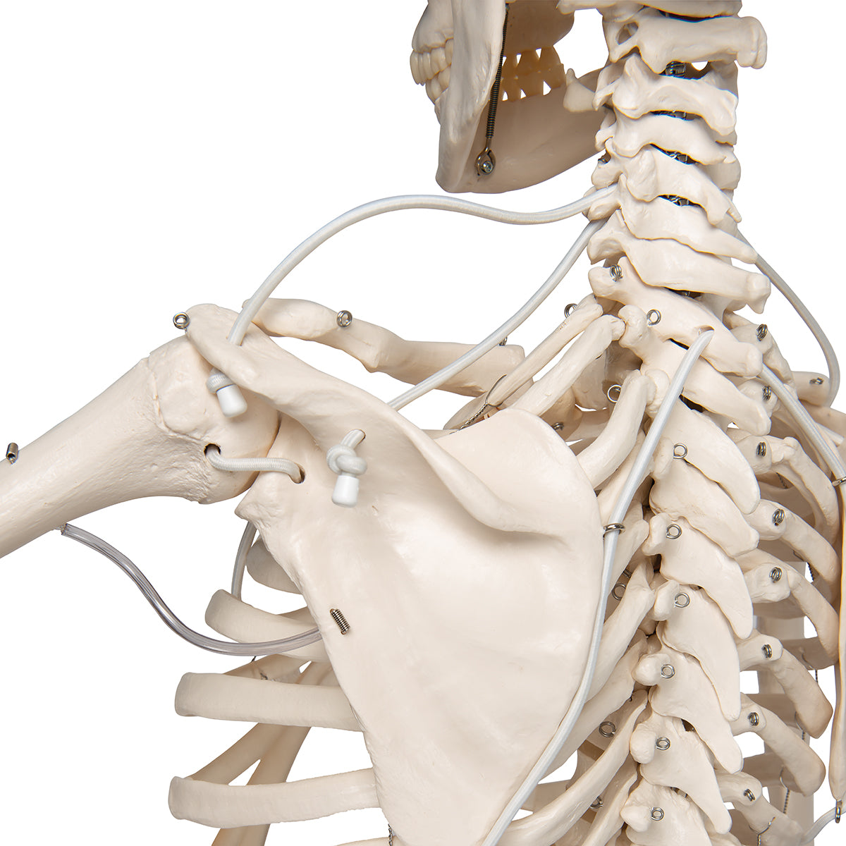 Functional & Physiological Human Skeleton Model Frank on Hanging Stand