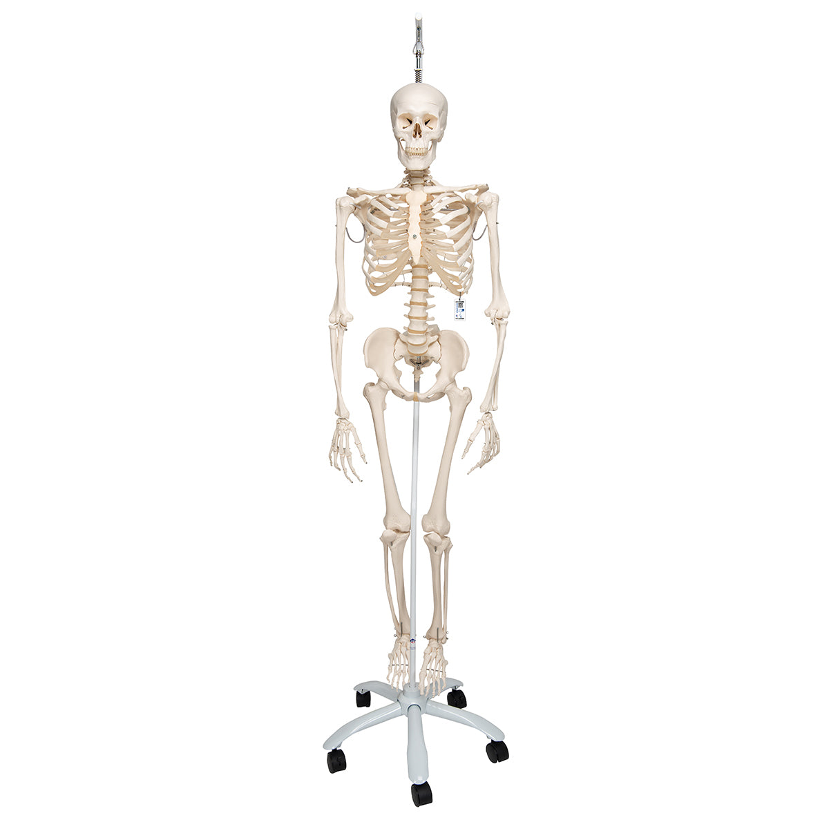 Physiological Human Skeleton Model Phil on Hanging Stand