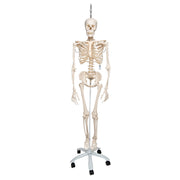 Physiological Human Skeleton Model Phil on Hanging Stand