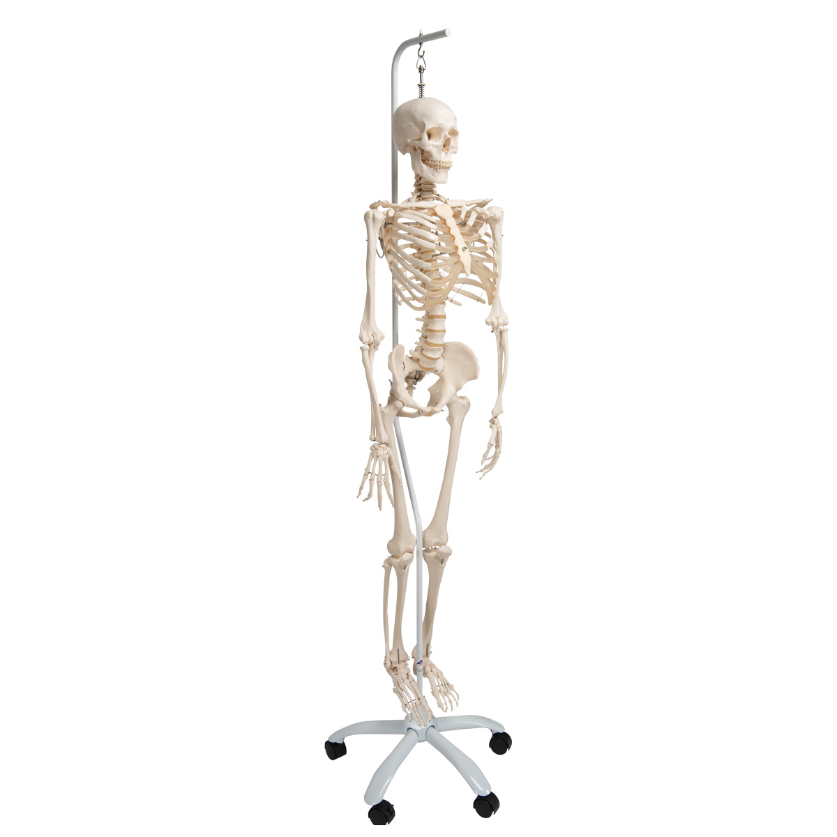 Physiological Human Skeleton Model Phil on Hanging Stand