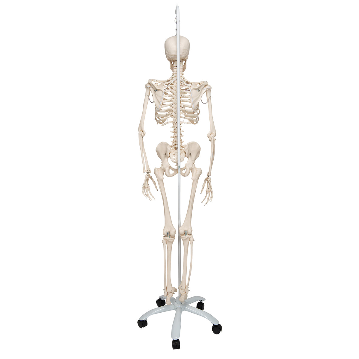 Physiological Human Skeleton Model Phil on Hanging Stand