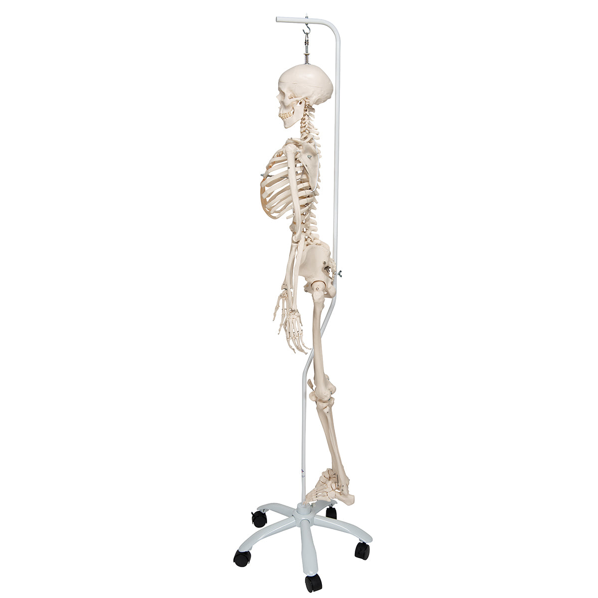 Physiological Human Skeleton Model Phil on Hanging Stand