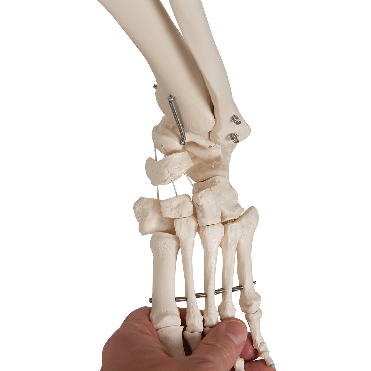 Physiological Human Skeleton Model Phil on Hanging Stand