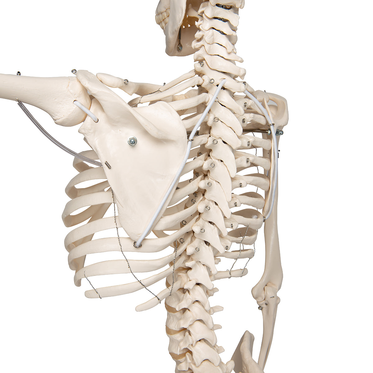 Physiological Human Skeleton Model Phil on Hanging Stand